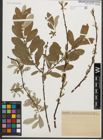 Foto von Salix sitchensis Sanson ex Bong.